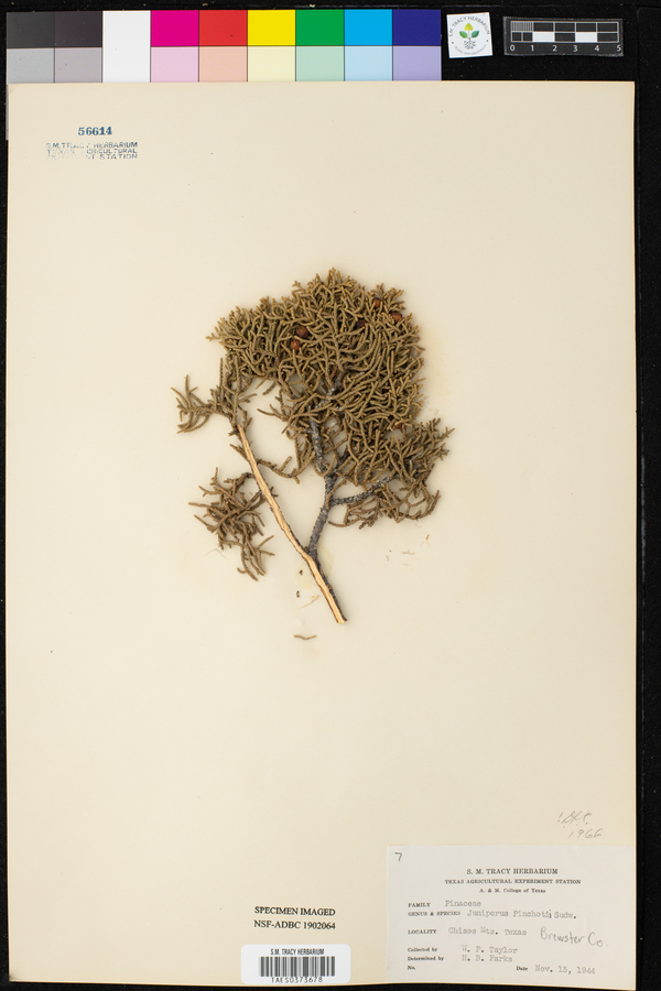 Juniperus pinchotii image