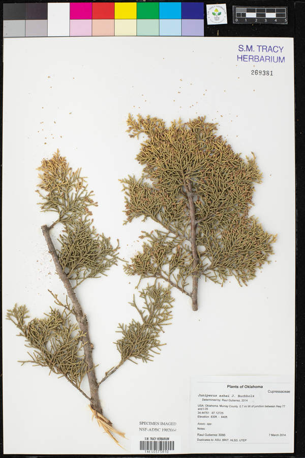Juniperus ashei image