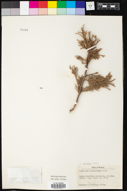 Juniperus deppeana image