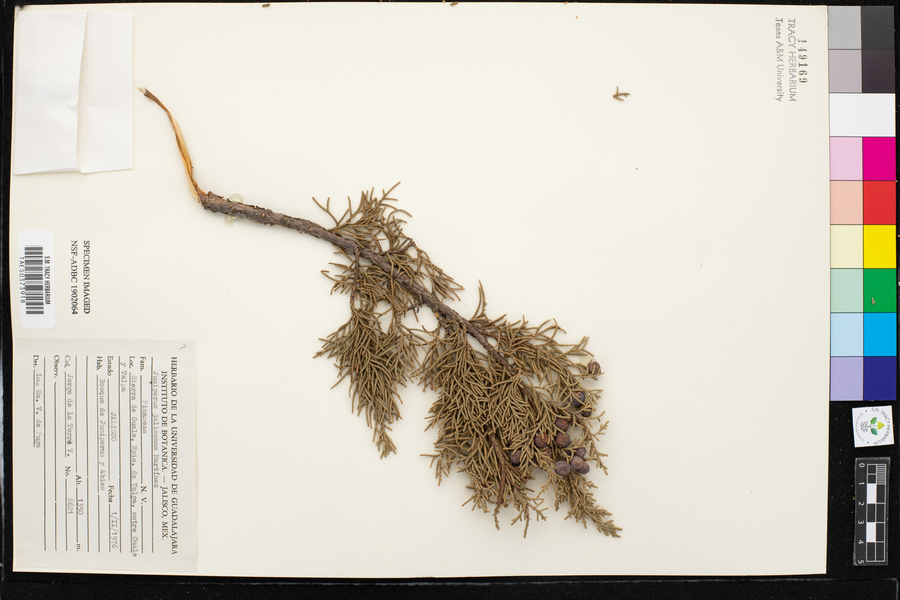 Juniperus jaliscana image