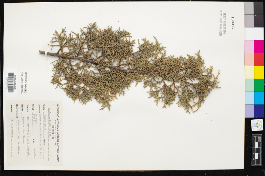 Juniperus pinchotii image