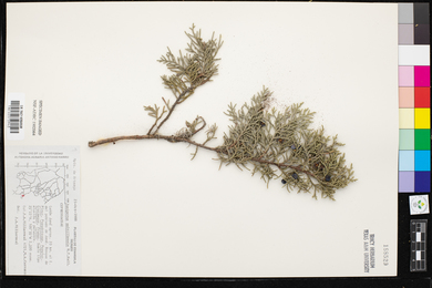 Juniperus saltillensis image