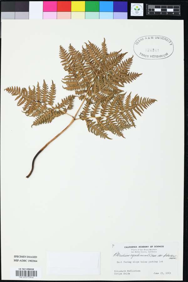 Pteridium aquilinum var. pubescens image