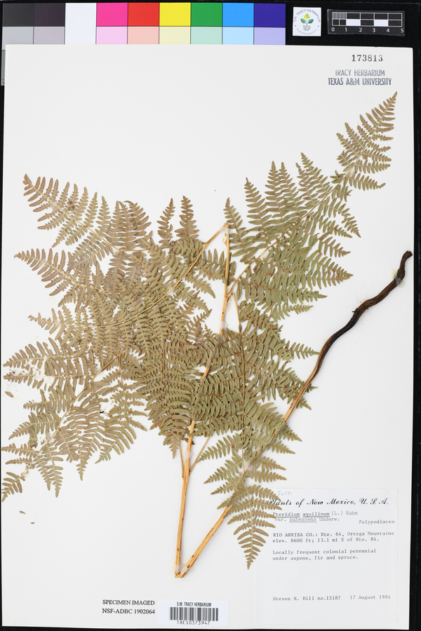 Pteridium aquilinum var. pubescens image