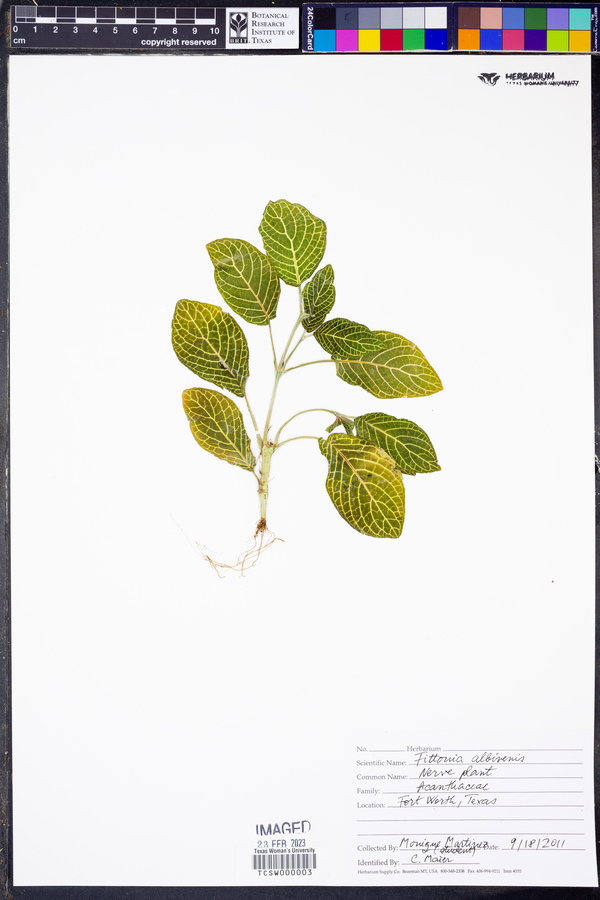 Fittonia albivenis image
