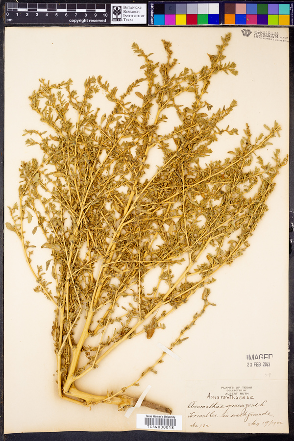 Amaranthus graecizans image