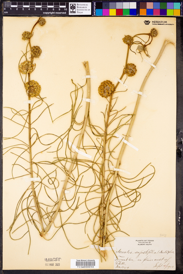 Acerates angustifolia image