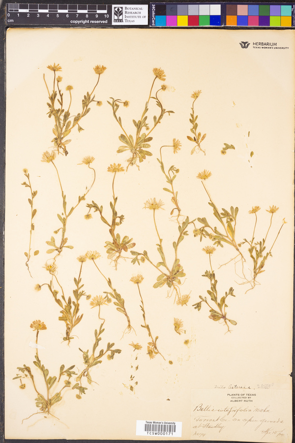 Bellis integrifolia image