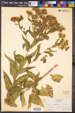 Vernonia baldwinii image