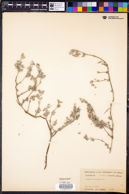 Tiquilia canescens var. canescens image