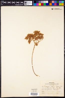 Paronychia scoparia image