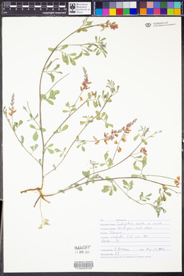 Indigofera miniata image