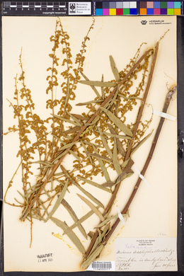 Meibomia sessilifolia image