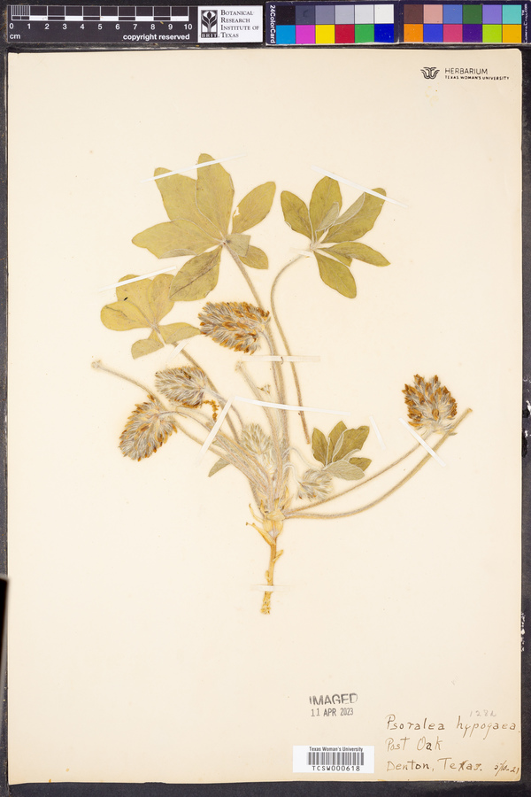 Psoralea hypogaea image