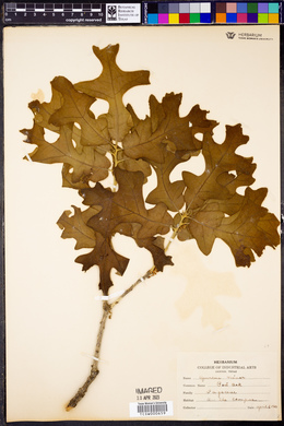 Quercus minor image