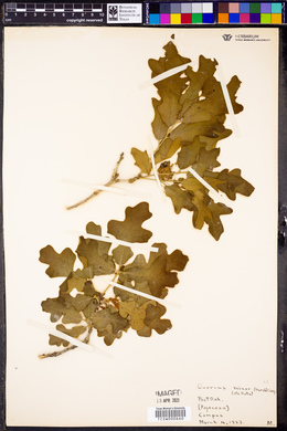 Quercus minor image