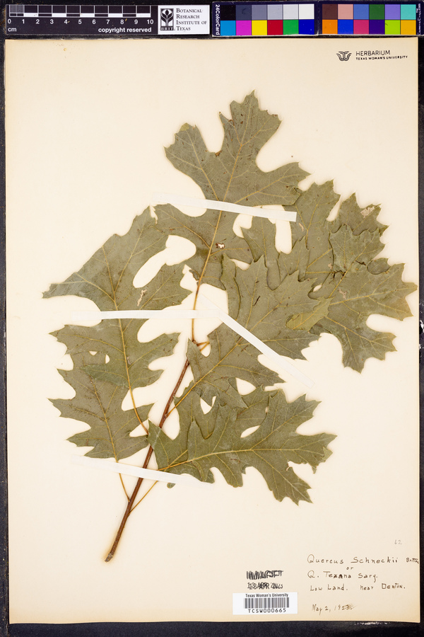 Quercus schneckii image