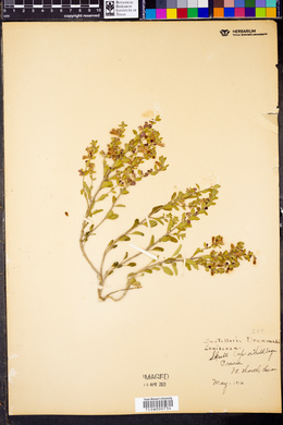 Scutellaria drummondii image