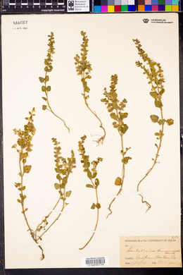 Scutellaria drummondii image