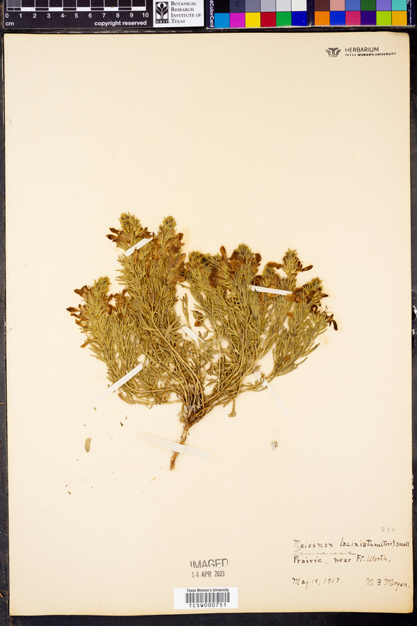 Melosmon laciniatum image