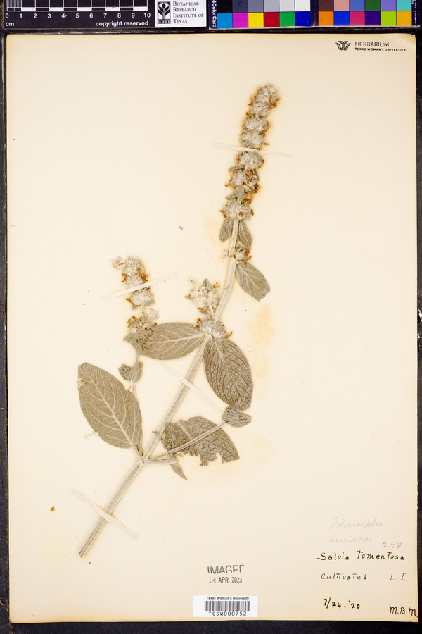 Salvia tomentosa image