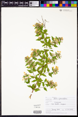 Abelia × grandiflora image