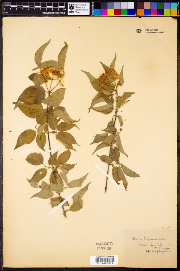 Cornus asperifolia image