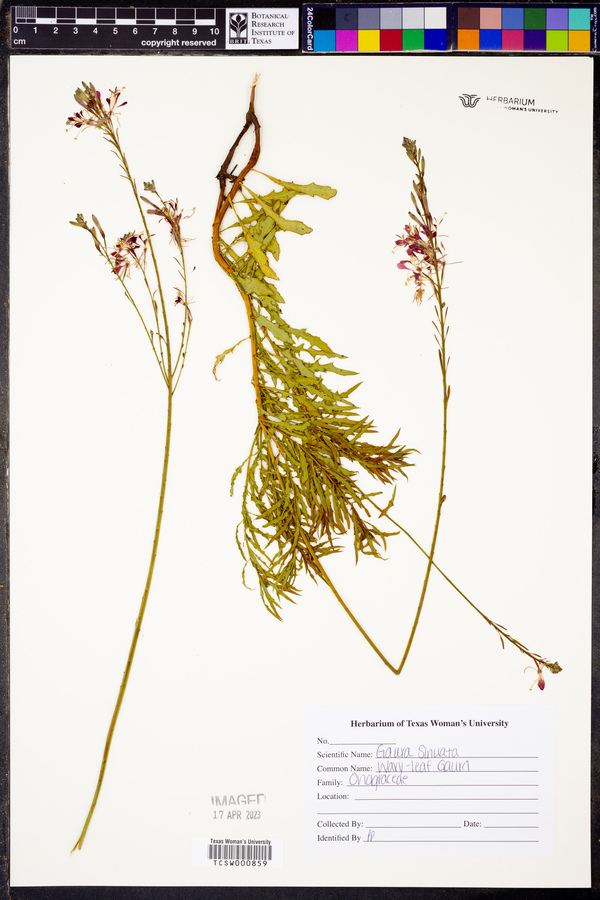Oenothera sinuosa image