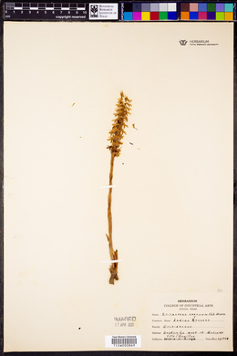 Spiranthes cernua image