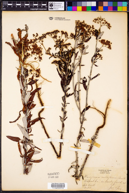 Eriogonum multiflorum image