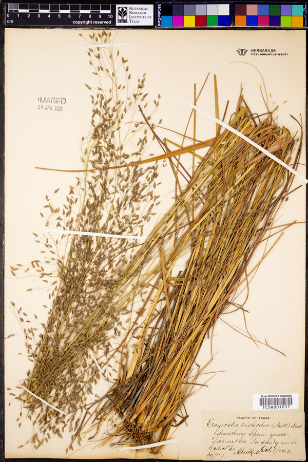 Eragrostis trichodes image