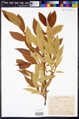 Salix cordata image