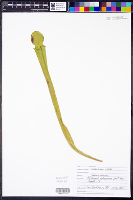 Sarracenia alata image