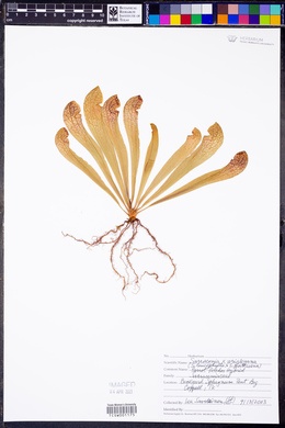Sarracenia x wrigleyana image