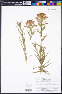 Castilleja indivisa image