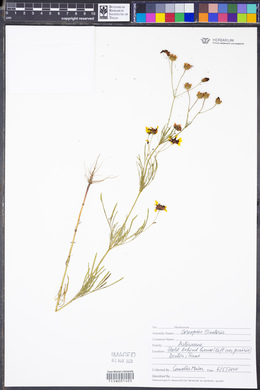 Coreopsis tinctoria image