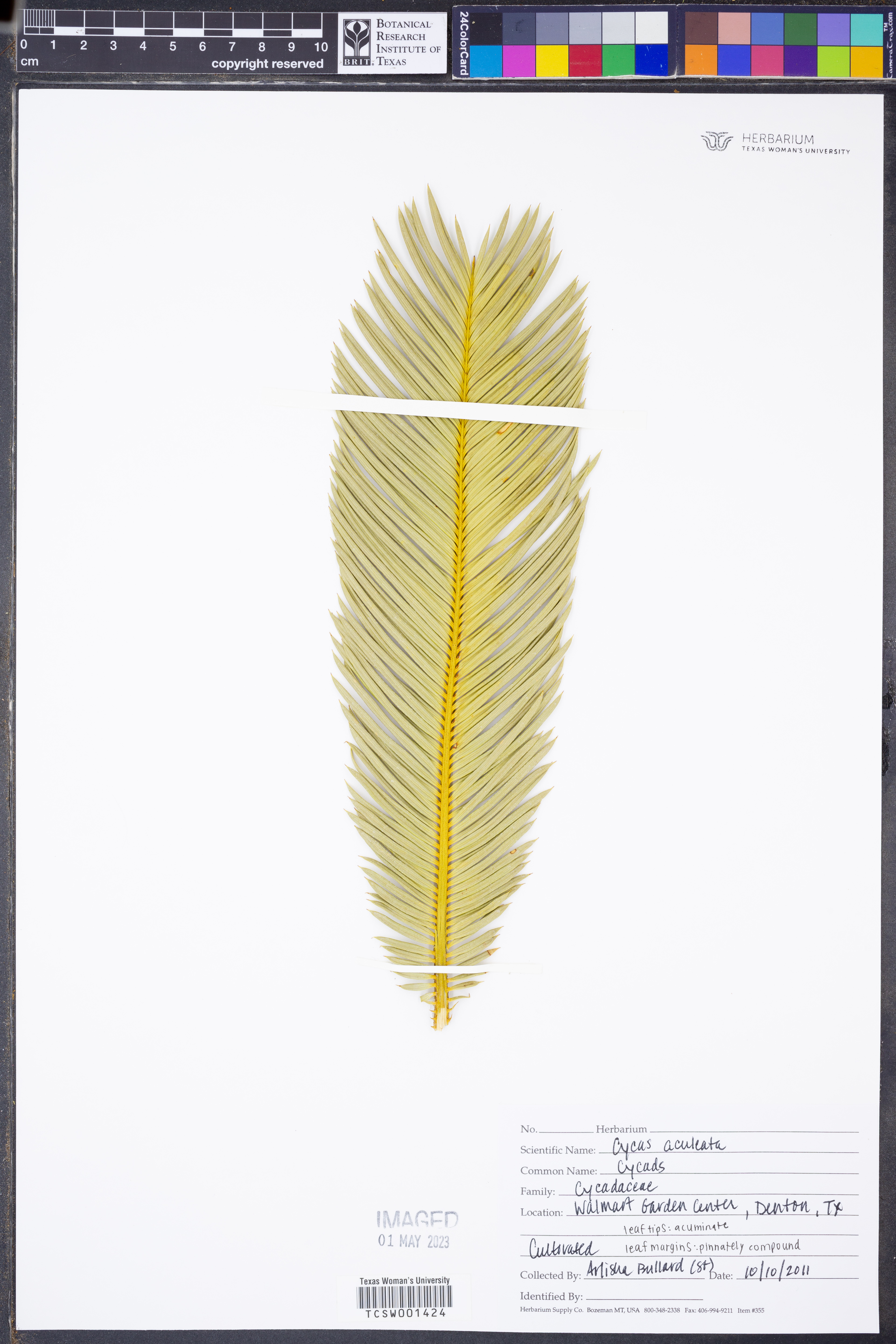Cycas aculeata