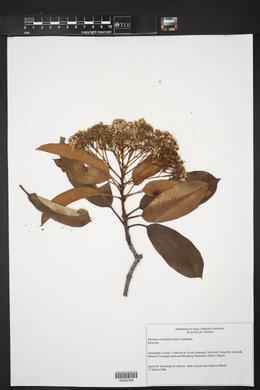 vPlants - Photinia serratifolia