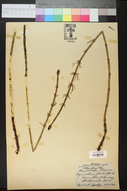 Equisetum fluviatile image