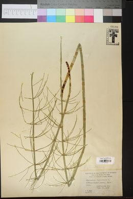 Equisetum fluviatile image