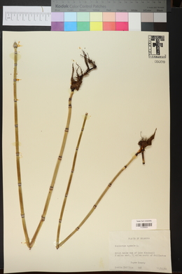 Equisetum × ferrissii image