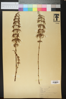 Equisetum sylvaticum image