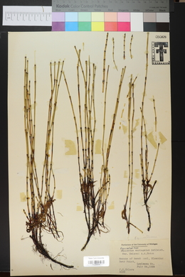 Equisetum variegatum image