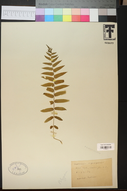 Athyrium pycnocarpon image