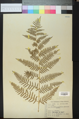 Pteridium aquilinum var. pubescens image