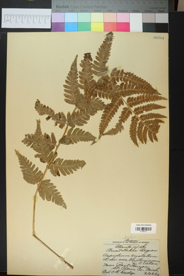 Dryopteris clintoniana image