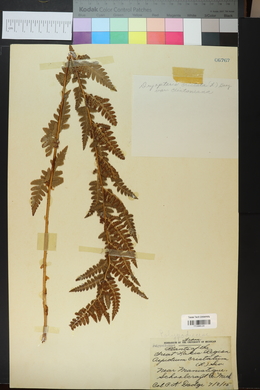 Dryopteris clintoniana image