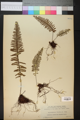 Polypodium plumula image