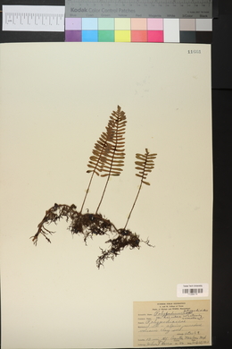 Polypodium polypodioides image