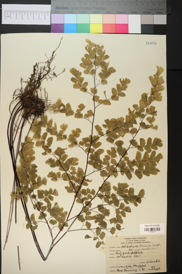 Adiantum braunii image